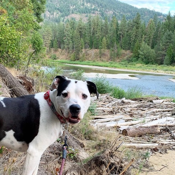 DOG FRIENDLY HOME - Picture 5 of 5